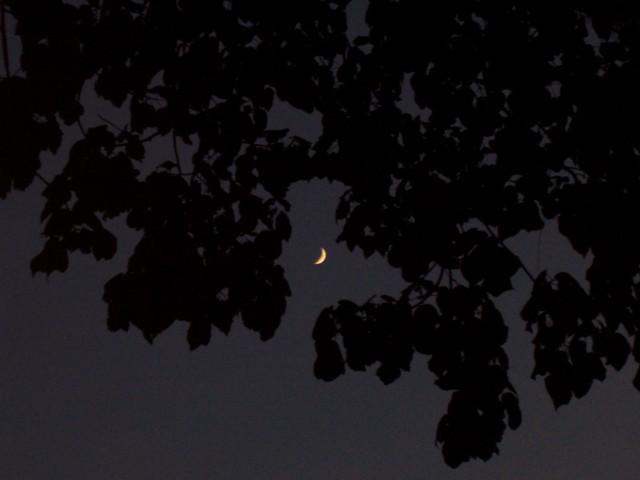 The Night Moon