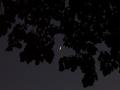 The Night Moon
