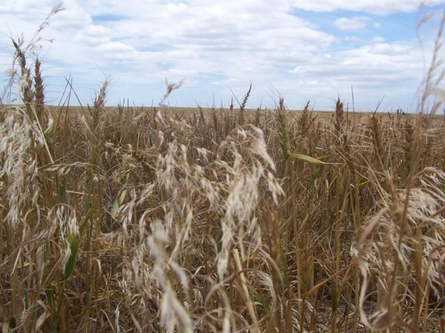 Wheat Field~*