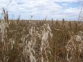Wheat Field~*