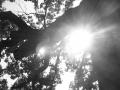 Sunlight