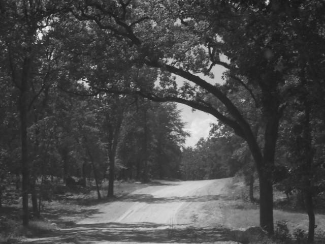 Pathway Of Trees