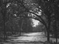 Pathway Of Trees