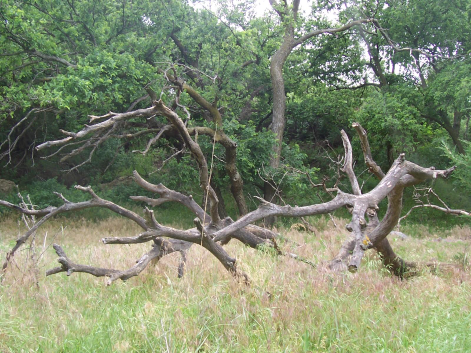 Wild Horse Corral