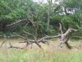 Wild Horse Corral