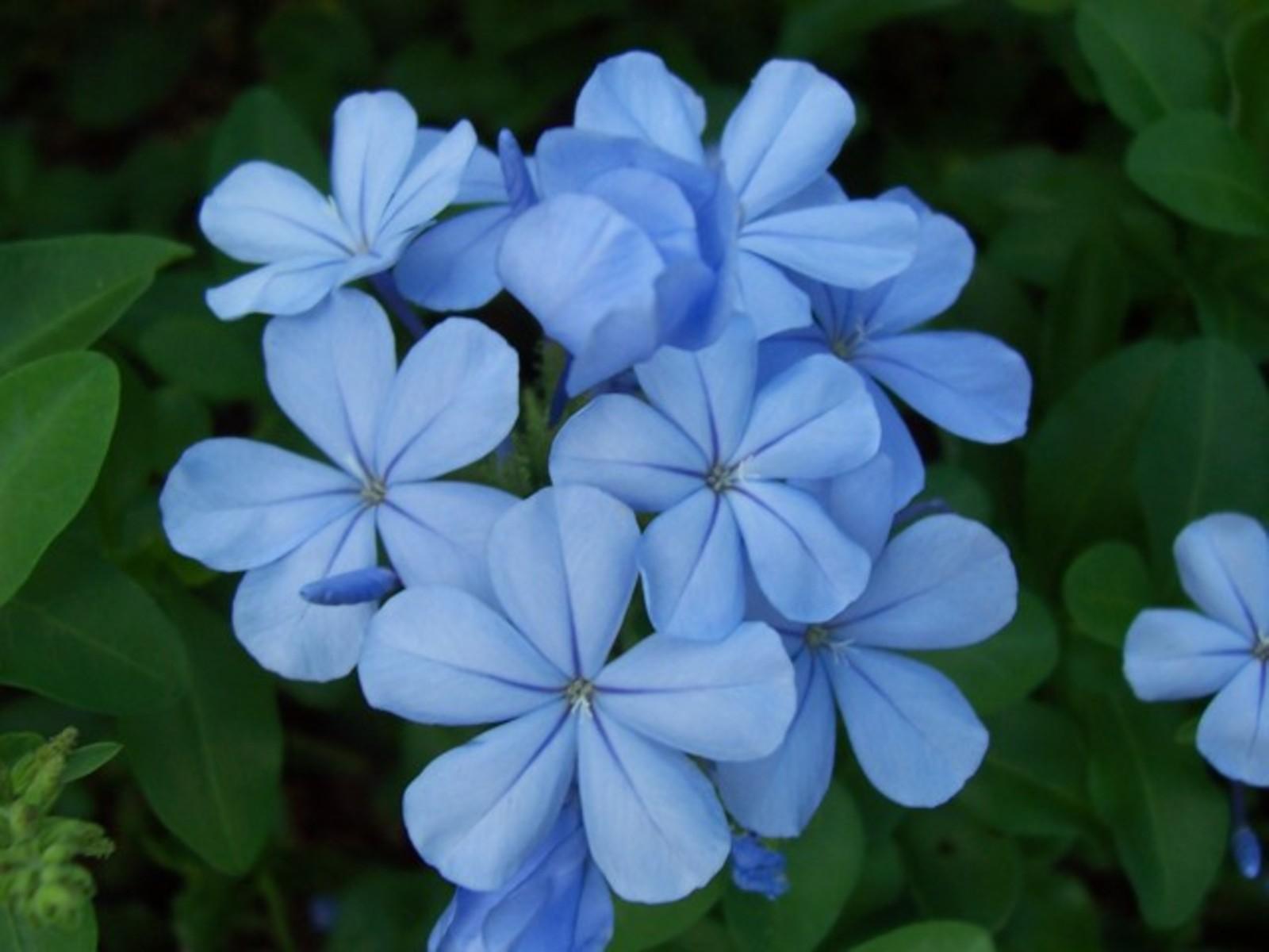 Little Blue Flower