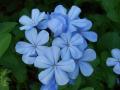 Little Blue Flower