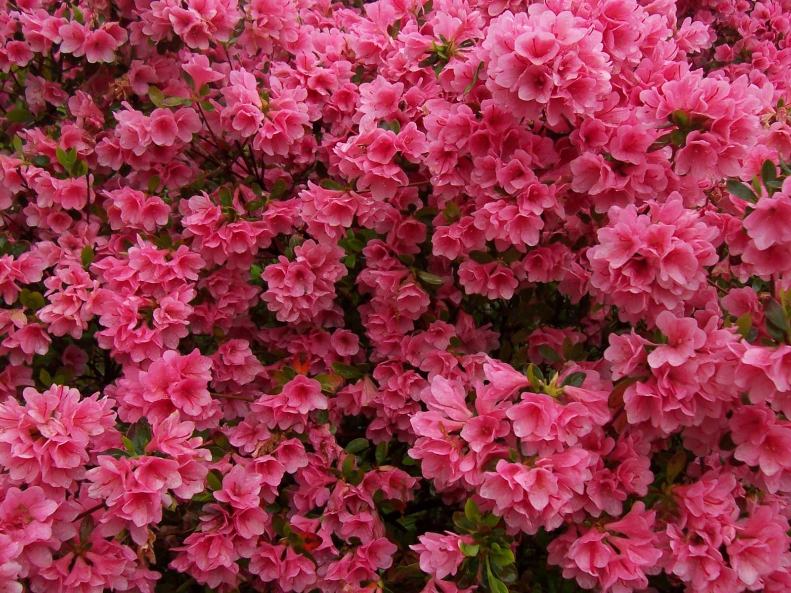 Azaleas
