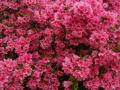 Azaleas