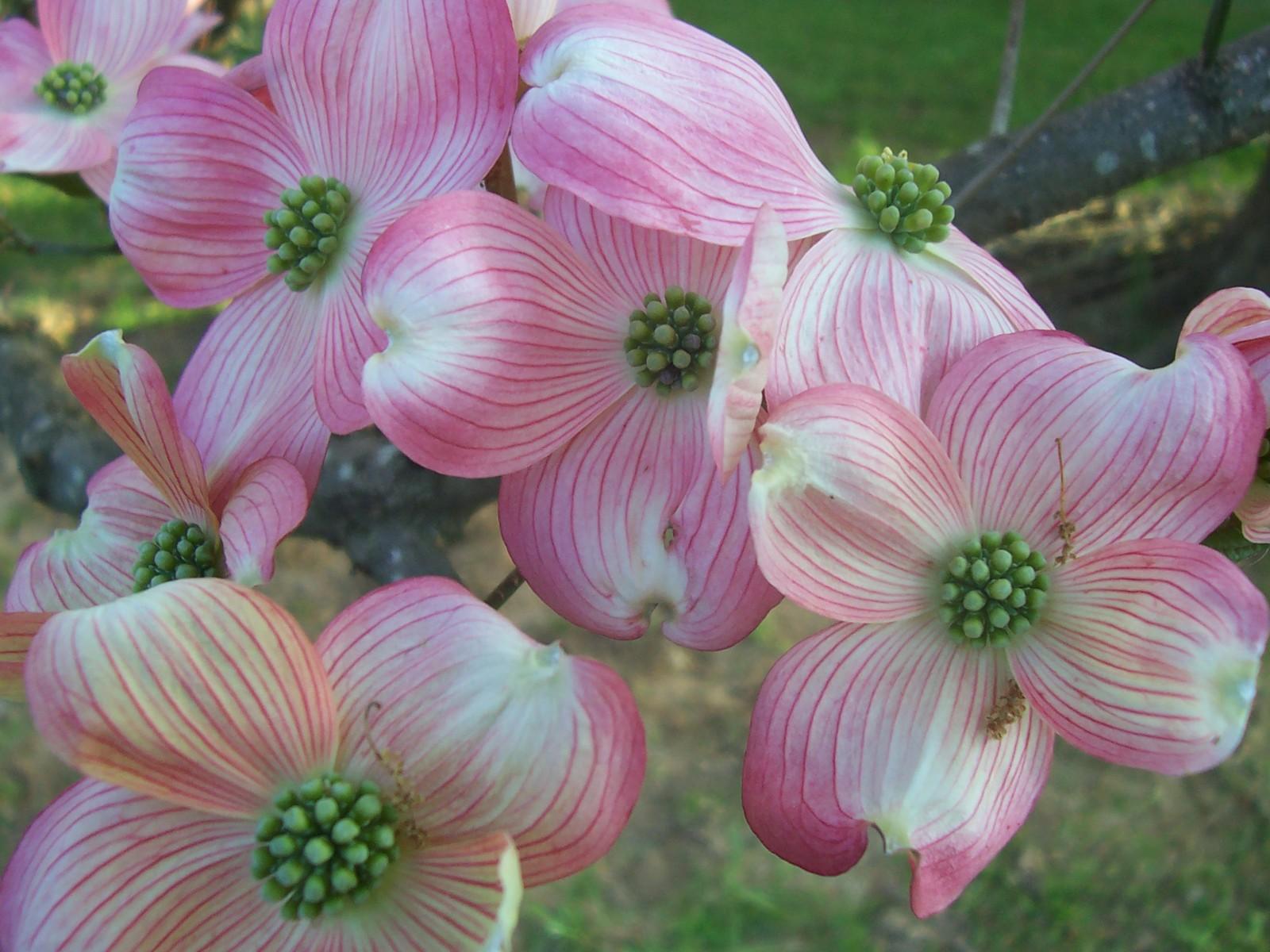 Dogwood