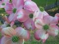 Dogwood