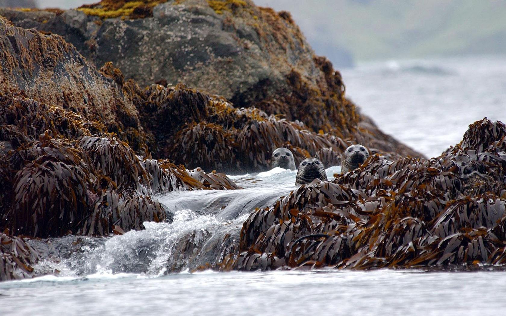 Harbor seals in the Aleutian Islands