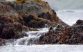 Harbor seals in the Aleutian Islands