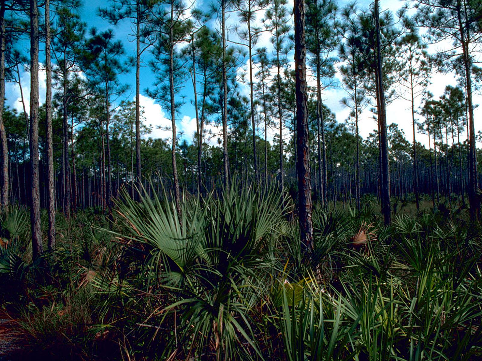 Pinelands