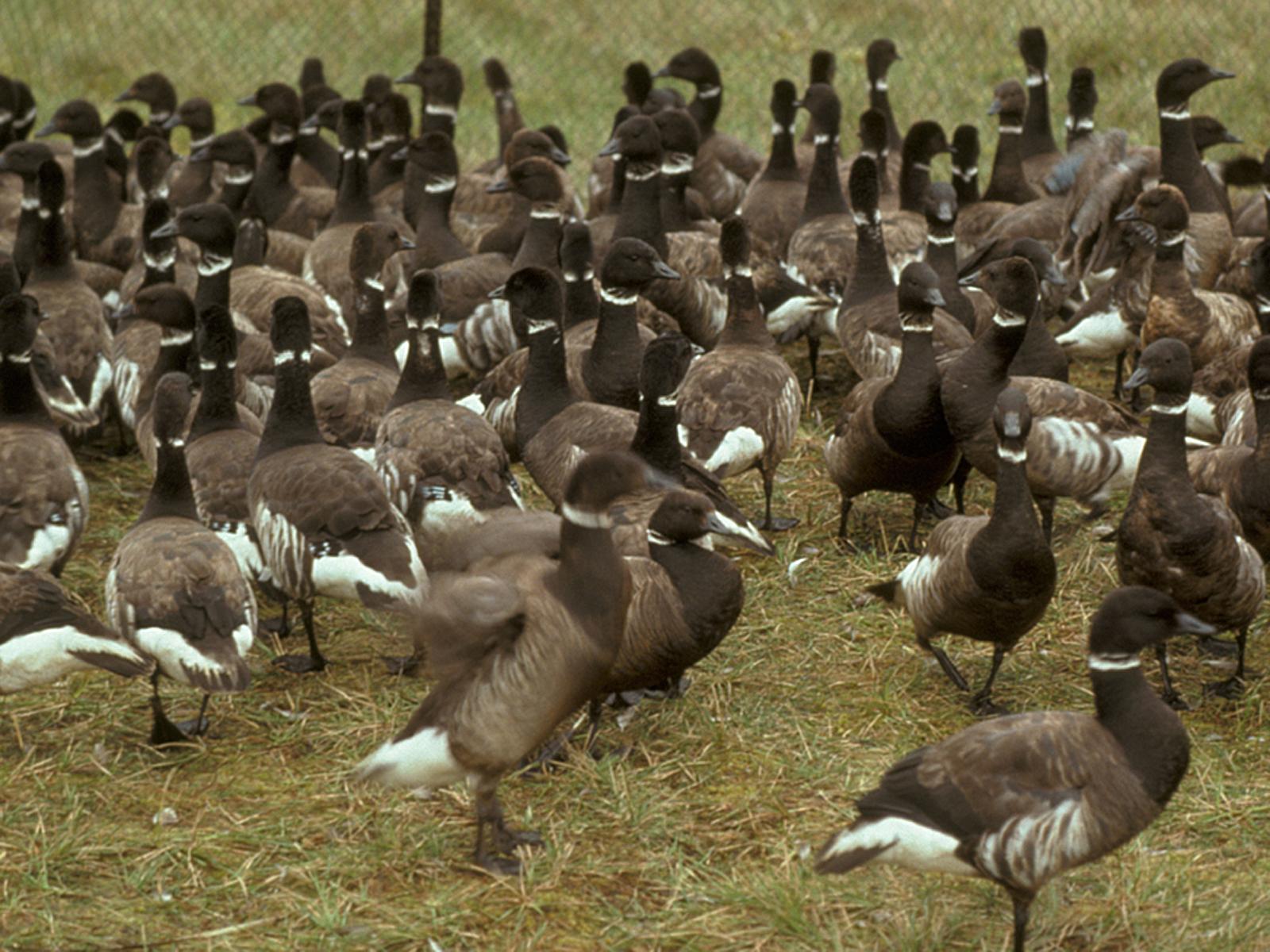 Flightless Brant Geese in Pen