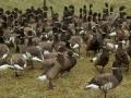 Flightless Brant Geese in Pen