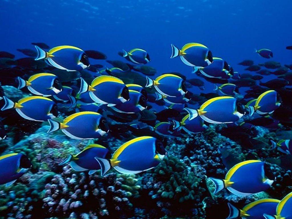 Fish in Ocean