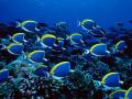 Fish in Ocean