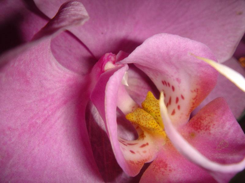 pink orchid
