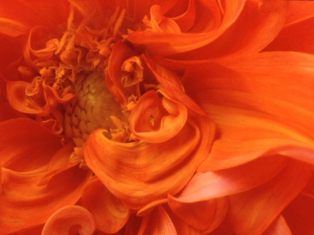 orange flower