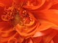 orange flower
