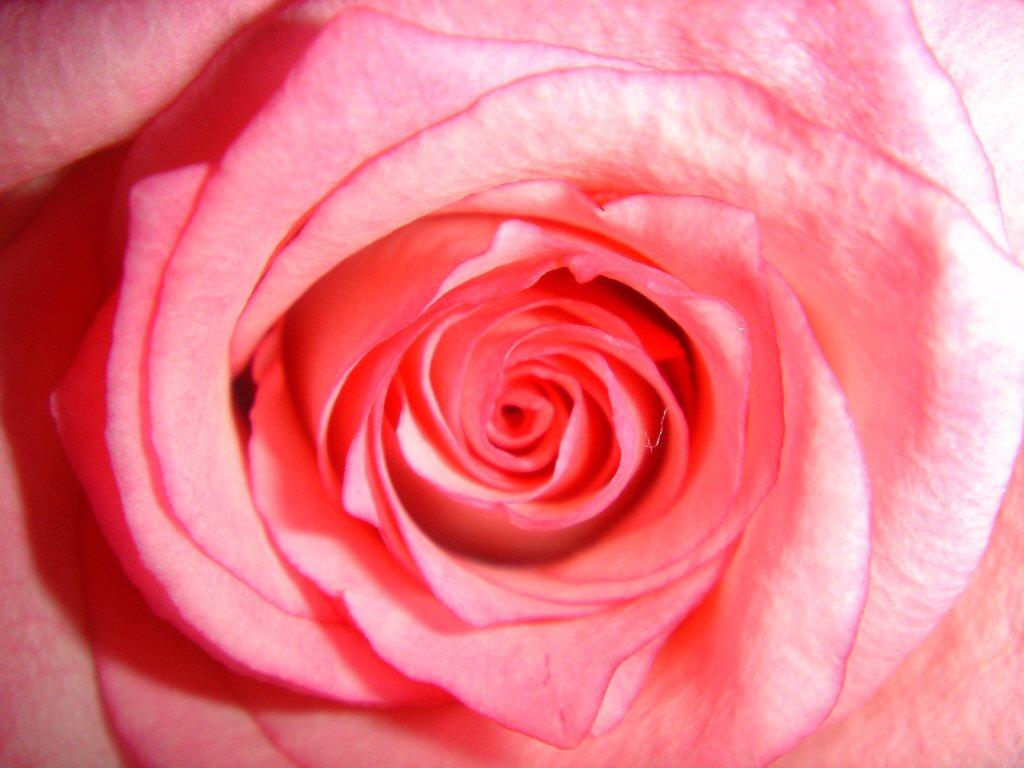 pink rose