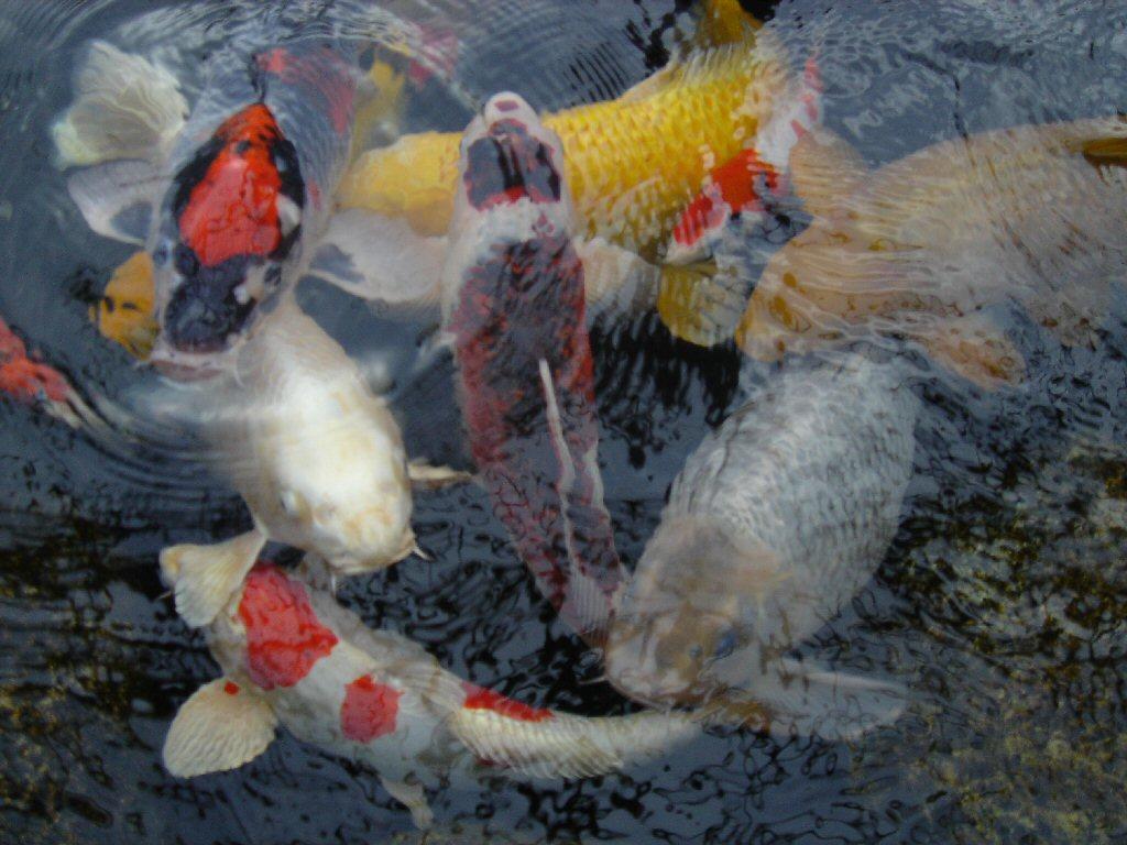 choi fish