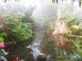 pond at the Butterfly Garden, BC