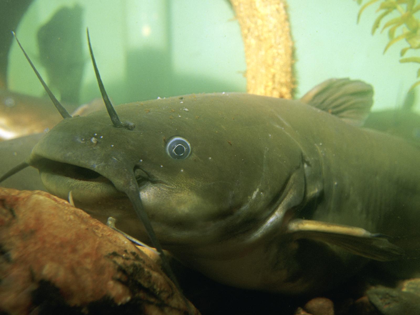 Fish