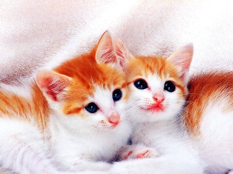 Orange and White Kittens