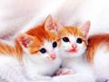 Orange and White Kittens