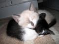 Sleepy Kittens