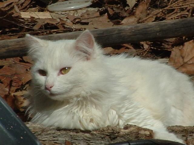 My cat Star