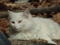 My cat Star