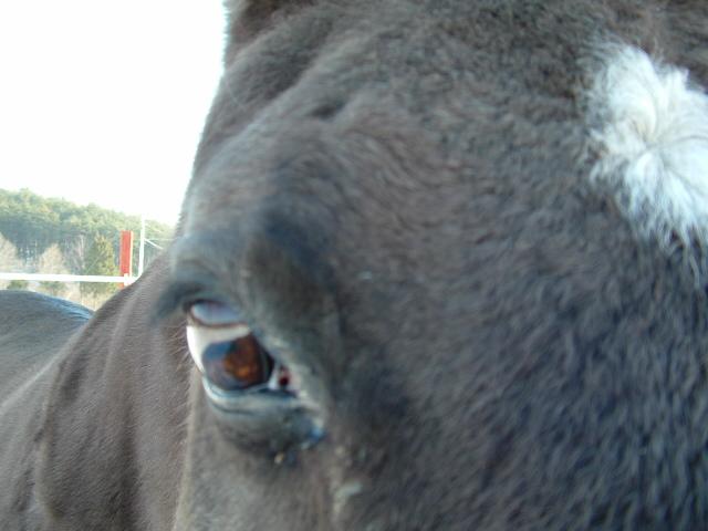 A kind EYE