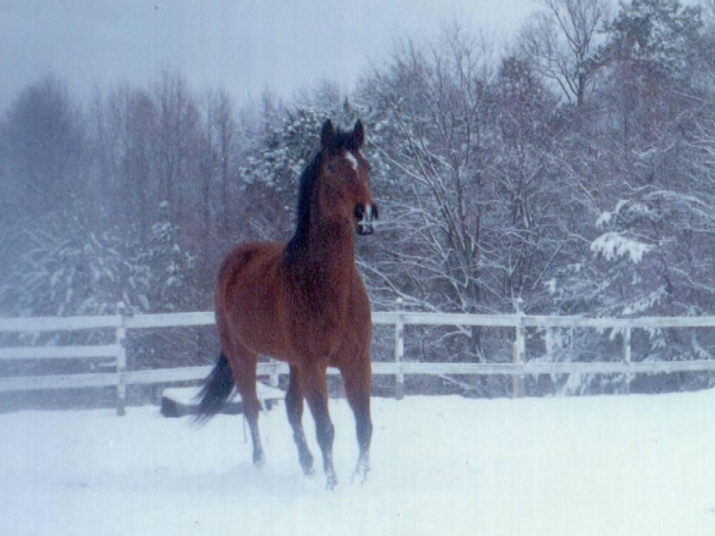 snowmist