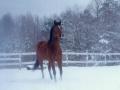 snowmist