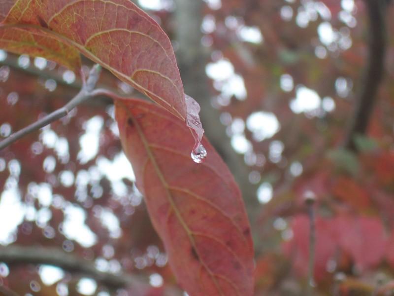 Last Drop