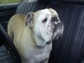 background: bulldog