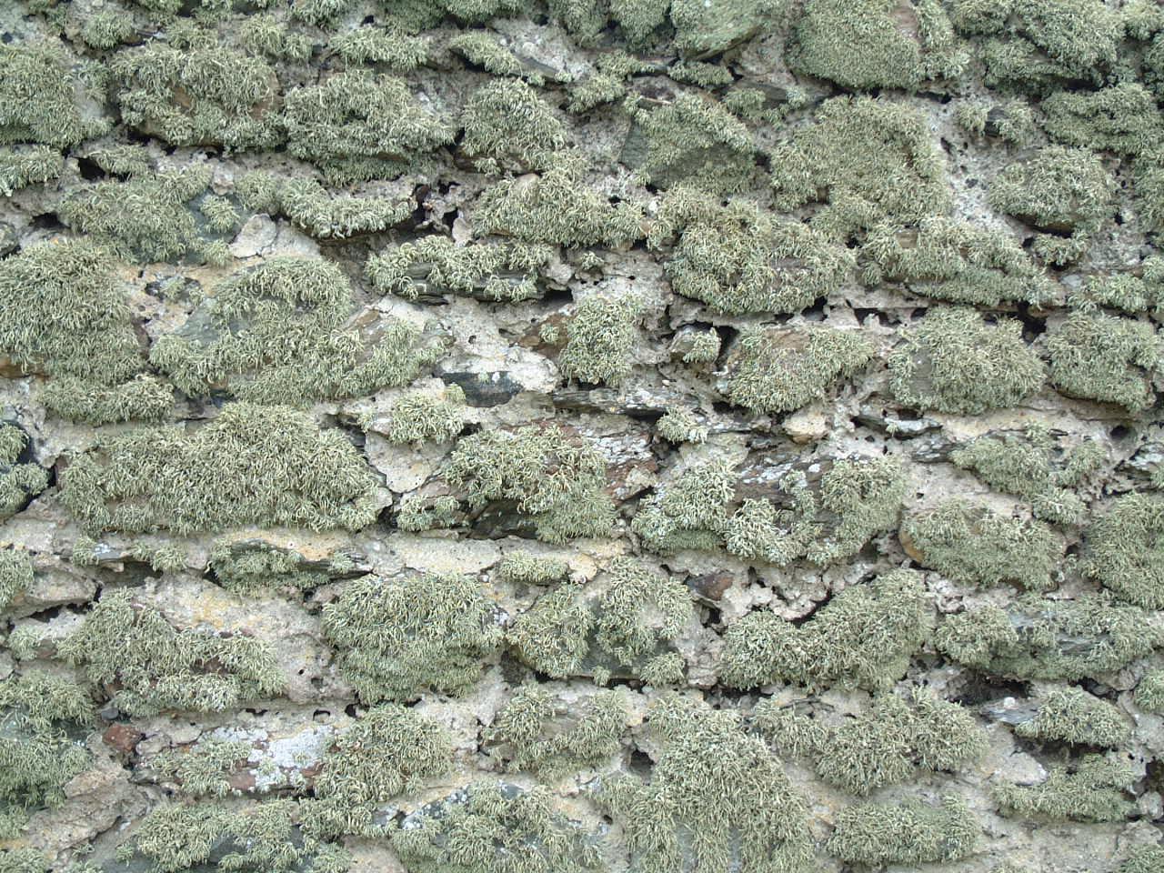 Lichen in Wales I