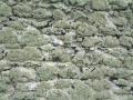 Lichen in Wales I
