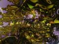 hallucinogen