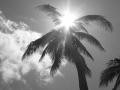 Palm Tree