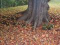 Tree in the Fall