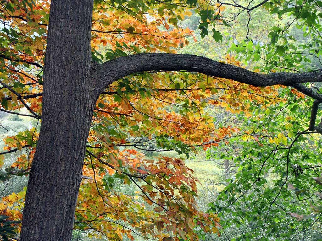 Tree in the Fall
