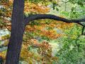 Tree in the Fall