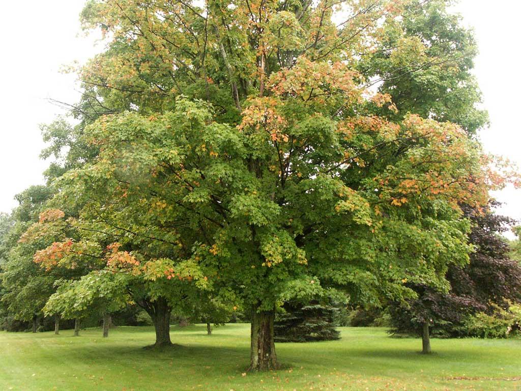 Tree