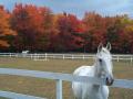 Horse behind a fence