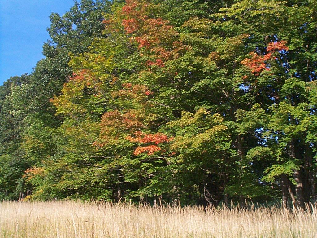 Trees
