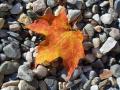 Single leaf on a bed of stones